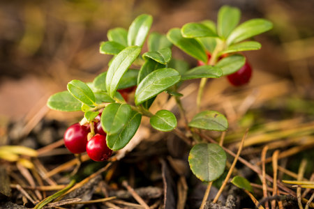 Horizontal photo of small green bush of cranberries. Few dark red berries are on the plant. Dry needles are spilled everywhere around.の写真素材