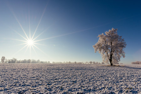Horizontal photo with winter scene landscape. Single tree grows lonely in the middle of snowy field. Tree is completely covered by white frost. Sun with beams is on blue and clear sky.の写真素材