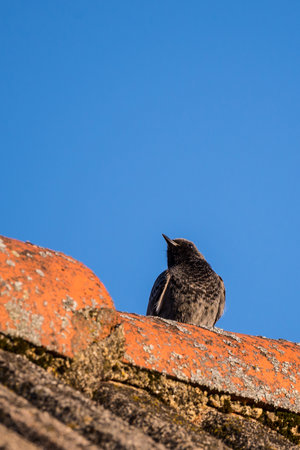 Vertical photo of small bird Black Redstart which is common in Europe gardens. Bird sits on old orange vintage roof with clear blue sky in the background.の写真素材