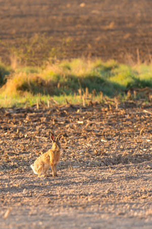 Vertical photo of wild male hare with nice brown fur which sits on early spring field with brown...
