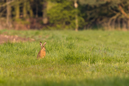 Horizontal photo with young wild hare which sits on the spring green meadow and  eats a grass....