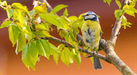 Horizontal photo of single blue tit. Small bird with nice yellow body and and head with blue, black and white color. Bird sits on branch of cherry tree with several green leaves. Orange is in background.の写真素材