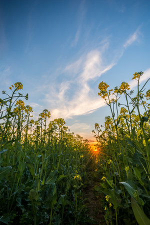 Vertical springtime landscape photo. Low view from rapeseed field with yellow blooms and green...