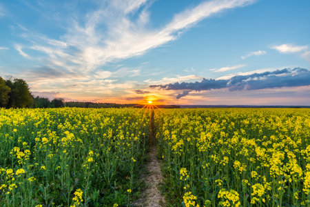 Horizontal springtime landscape photo. Rapeseed field with yellow blooms and path in center. Sunset...
