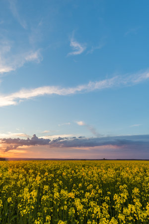 Vertical springtime landscape photo. Rapeseed field with yellow blooms. Sunset with orange sun beams is on left side. Nice blue sky with dramatic white and storm clouds in background.の写真素材