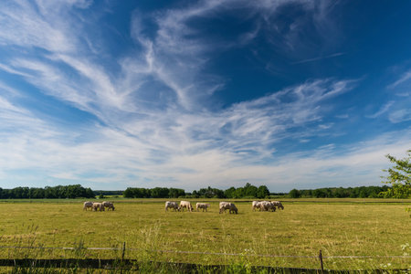 Horizontal photo with landscape natural motif of several grazing light bulls inside wooden fence....