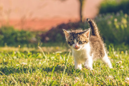 Horizontal photo of single five weeks old kitten. The tomcat is on grass in the garden. Baby animal has nice fur with tabby and white color. The cat stand on lawn with few plants in background.の写真素材