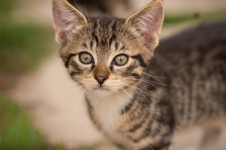 Horizontal photo with detailed portrait of baby kitten. Young cat has nice tabby fur with white chest. Animal is in the garden with concrete ground with few places with green grass.の写真素材