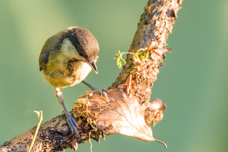 Horizontal photo of single great tit. The bird is perched on wooden branch. The branch is with lichen and moss. The bird has black, white and yellow feathers. Green color is in background.の写真素材