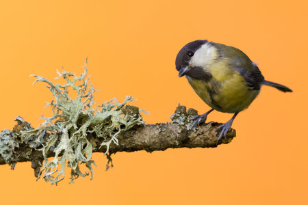Horizontal photo of female great tit bird which is perched on dry wooden branch with big grey / green lichen. Animal has black, white, yellow and green feathers and is isolated on orange background.の写真素材