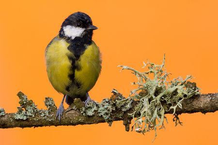 Horizontal photo of wet male great tit bird which is perched on dry wooden branch with big grey / green lichen. Animal has black, white, yellow and green feathers and is isolated on orange background.の写真素材