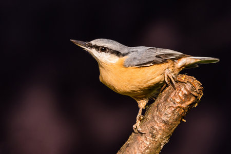 Horizontal photo of nice songbird Nuthatch which is perched on the wooden twig. Animal with grey, blue, black, white and orange feathers sits on branch. Background is dark.の写真素材