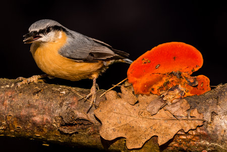 Horizontal photo of nice songbird Nuthatch with seed in a beak which is perched on the wooden twig with orange mushroom. Animal has grey, blue, black, white and orange feathers.の写真素材