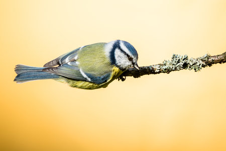 Horizontal photo of blue tit songbird. Bird with yellow, white,blue green feathers. Animal is perched on dry twig and ready to fly away. Bird is on light orange background.の写真素材
