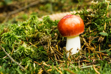 Horizontal photo of nice russula toadstool. Young mushroom grows from moss and grass with few dry...