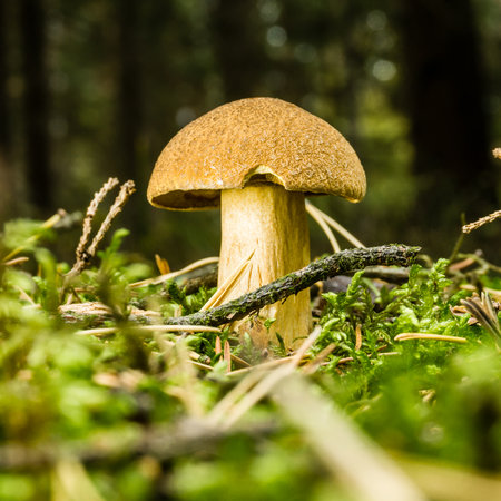 Horizontal photo of nice yellow edible cep toadstool. Young mushroom grows from moss and grass with...