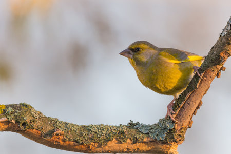 Horizontal photo with single male greenfinch bird. Songbird is perched on dry twig with partially peeled bark covered by moss and lichen. Animal has nice yellow, green feathres. Background is blurred.