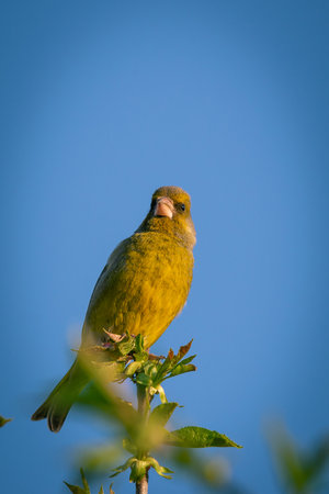 Vertical photo of single male green finch. Bird is perched on the top twig of cherry tree. Twig is with fresh spring green leaves. Animal has nice green and yellow feathers.の写真素材