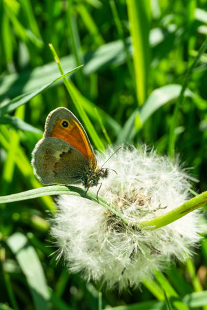 Vertical photo of small butterfly. Insect is perched in green grass in front of faded dandelion with white fluff. Bug has hairy body and head with nice orange and grey wings.の写真素材
