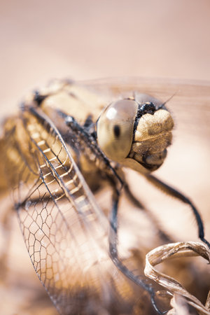 Vertical close-up photo with detail of big yellow dragonfly. Insect has long transparent wings and big eyes. Bug is perched on the ground covered by dry grass. の写真素材