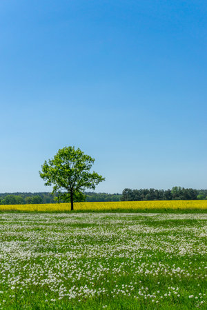 Vertical photo of single tree which grows between meadow with grass and many dandelion plants with white faded blooms and yellow field with rapeseed flowers. Sky is clear blue.の写真素材