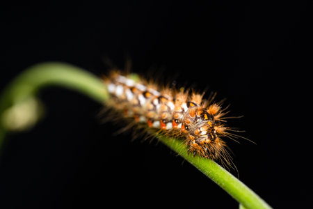 Horizontal photo with nice furry caterpillar. Insect is placed on green stem. Background is black....