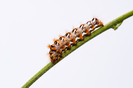 Horizontal photo with colorful caterpillar. Bug is perched on green stem. Insect is captured on light background. Color of bug is white, black and orange. Body is covered by long hairs.の写真素材