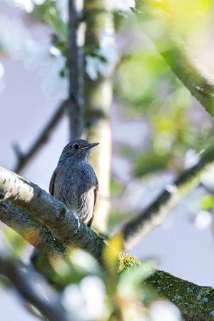 Vertical photo with male blackstart bird. Avian is perched on a branch of cherry tree. Many white spring blooms are on the fruit tree. Bird has nice grey feathers and orange tail.の写真素材