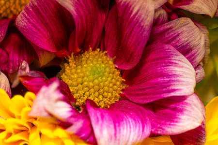 Horizontal close-up photo of flower bloom. Bloom has bright yellow center full of pistils and stigmas. Petal leaves has nice red and purple color.の写真素材