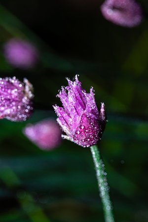 Vertical photo with the bloom of chive plant. The plant has nice purple and pink color. Surface of...