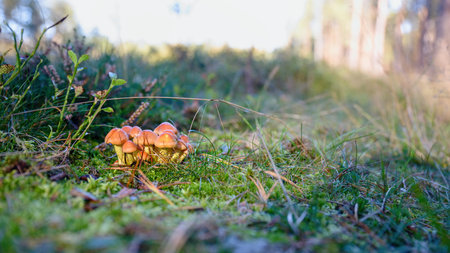 Bunch of small autumn mushrooms in green mossの写真素材