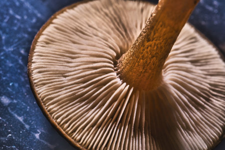 Horizontal photo with detail view on bottom part of mushroom head. The stem has nice brown color and mushroom is placed on blue background.の写真素材