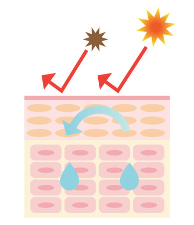 healthy skin mechanismのイラスト素材