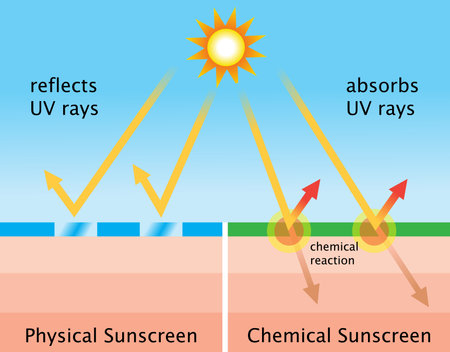 Diagram of chemical sunscreen and physical sunscreenのイラスト素材