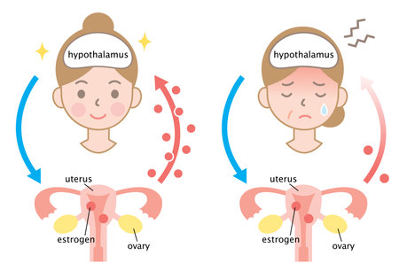 Healthcare concept illustration of menopause and young woman.のイラスト素材