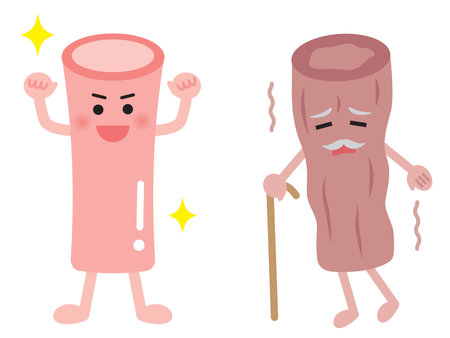 young  artery and aged artery in cute cartoon style isolated on white backgroundのイラスト素材