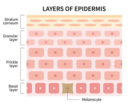 structure of human skin layers and cells of epidermis. beauty skin care and medical use illustrationのイラスト素材
