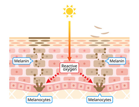 mechanism of skin cell turnover illustration. Melanin and melanocytes with human skin layer. beauty and skin care conceptのイラスト素材