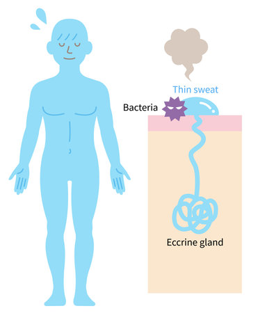 Eccrine glands are located all over the human body.  bad smell develop when bacteria on the skin break down eccrine sweat. &#xD;&#xA;Isolated on white backgroundのイラスト素材