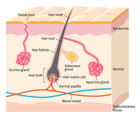 Skin anatomy illustration. Apocrine and eccine glands with hair structure on layered skin. Isolated on White Backgroundのイラスト素材