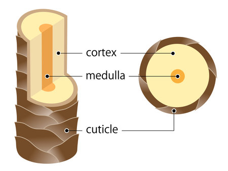 The Structure of human hair illustration. Cuticle, cortex, and medulla. Isolated on whitebackgroundのイラスト素材
