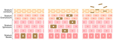 cell turnover is process of replacing dead skin and younger cells. Isolated on white backgroundのイラスト素材