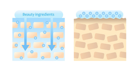 skin care  ingredients are  absorbed into skin before after. Isolated on white background.のイラスト素材