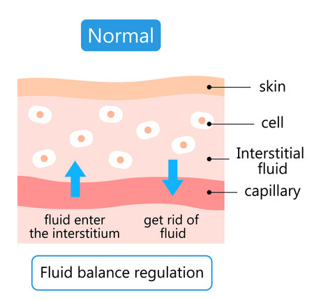diagram of normal skin. maintain the balance of fluids both inside and outside of cells.  Health care conceptのイラスト素材