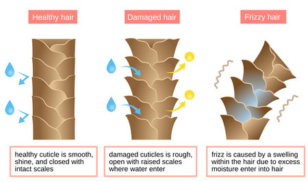 frizz is caused by absorbing excess moisture due to damaged cuticle. Illustration of Healthy and damaged hair cuticle function as the protective layer.  Beauty hair care conceptのイラスト素材