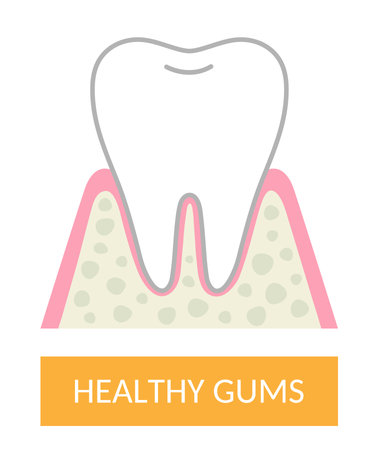 healthy tooth and gums illustration. Dental care conceptのイラスト素材