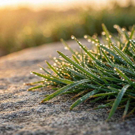 Morning dew on the grass in the early morning. Natural background