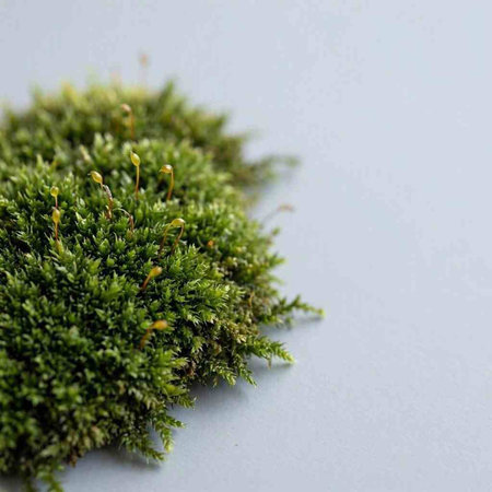 Green moss on a gray background. Copy space for your text.