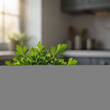 Parsley plant in a pot on the background of the kitchen