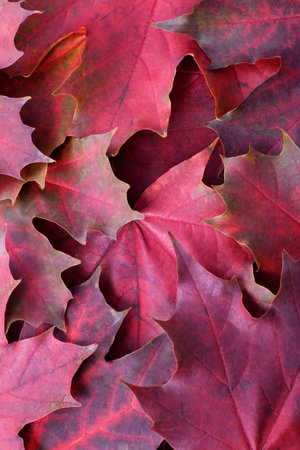 Autumn leafs background